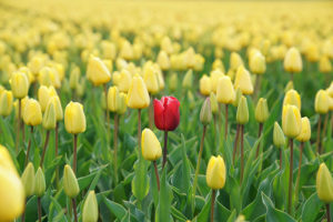 Image shows a single red tulip among yellow telips representing Adssets through on one advertising trend for 2021, personalization.